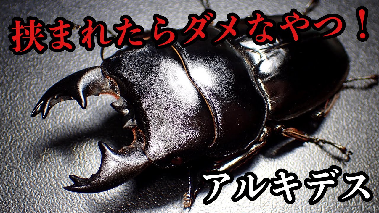 About newly hatched Archides stag beetles [Stag beetle