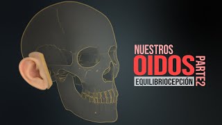 How the Human Ear Works - Part 2 - Hearing (Animation)