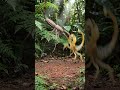 Tailwhip scorpion vs scorpion | #tailwhip #scorpion #jungle #fight