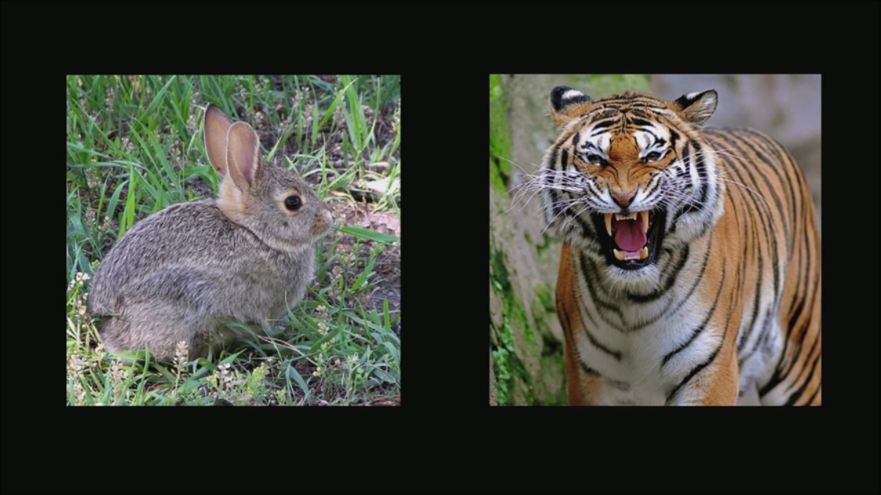 Turning fear into success | Tim Bauer | TEDxYouth@DiamondBar