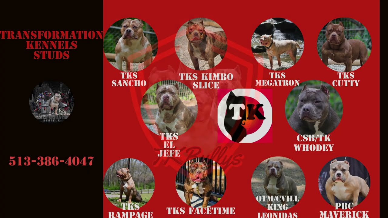 TKS gorgeous x QCB bullieve DREAMTEAM MEETS BULLIEVE litter