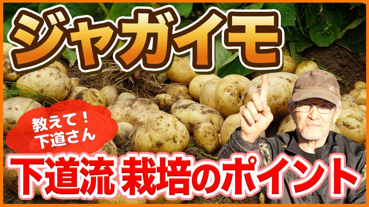 【ジャガイモ栽培】下道流で差がつく！栽培管理のポイント【シェア畑】【農園ライフ】