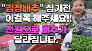 김장배추 이렇게 해주면 뿌리가 튼튼하고 굵게 잘 큽니다 꼭 해주세요 단돈천원으로 배추가 달라집니다.