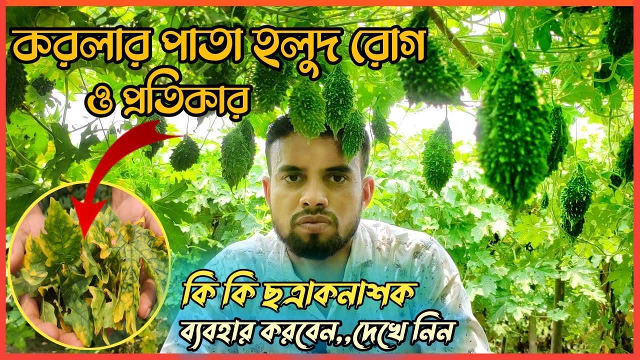 করলার পাতা হলুদ রোগ দমন হবে.. একটি ছত্রাকনাশক স্প্রে করে।। ১০০% গ্যারান্টি ।।