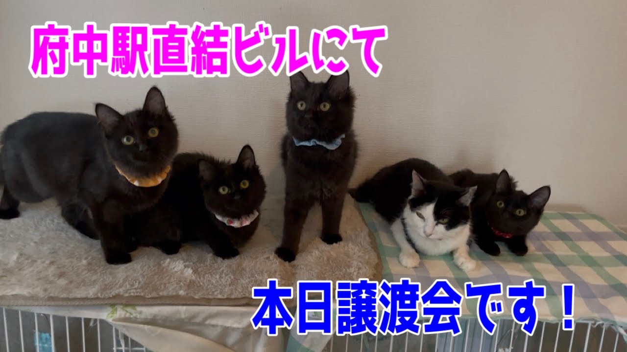 【なじゅDay】譲渡会前の園長宅の様子