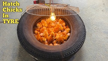 Egg Hatching In OLD TYRE - World
