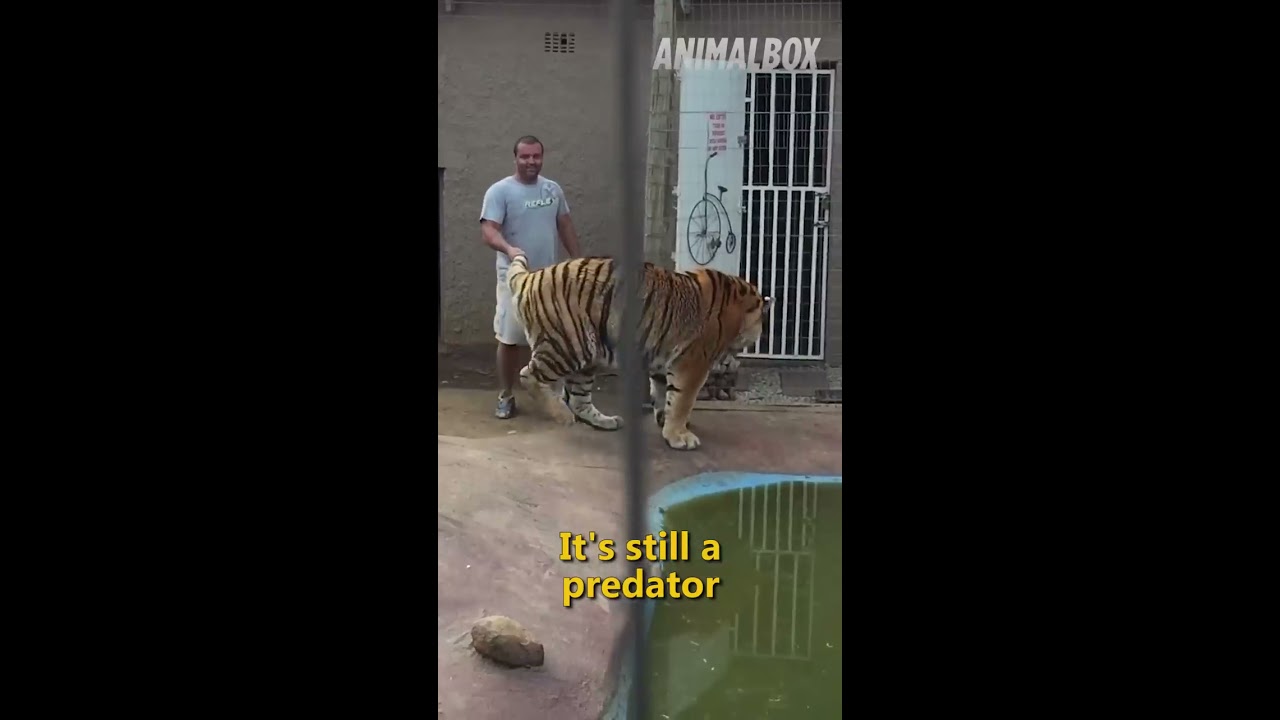  Animals Reunited With Owners Long Time Shorts