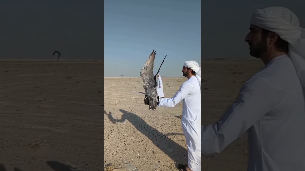Falconry Experience with Prince Sheikh Hamdan