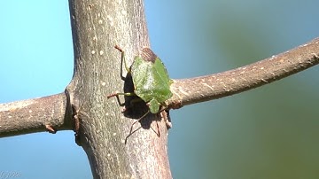 Green Shield Bug - Brighton, April 2020