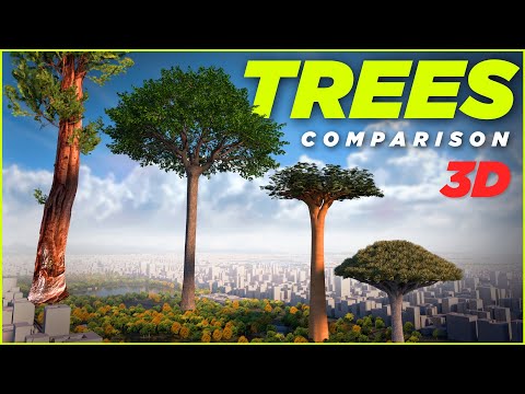 The Tallest TREES in the World 🌳🌲🌴 3D Comparison