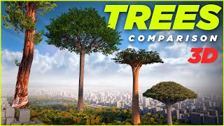 The Tallest TREES in the World 🌳🌲🌴 3D Comparison