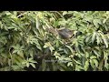 Birds of Backyard | Part 2