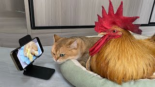 The kitten invited the rooster to watch the video together, and the rooster was shocked!Lovely cat❤️