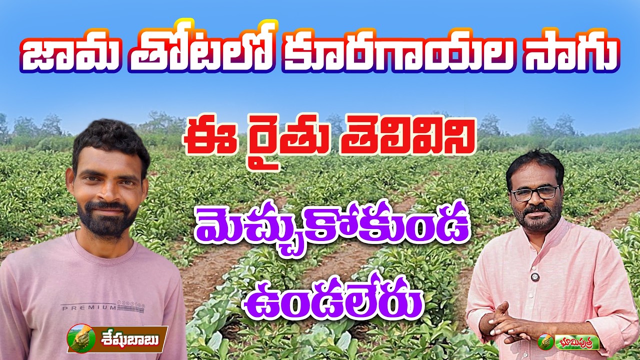 జామతోటలో కూరగాయల సాగు | sheshu babu intercropping | bhumiputhra telugu
