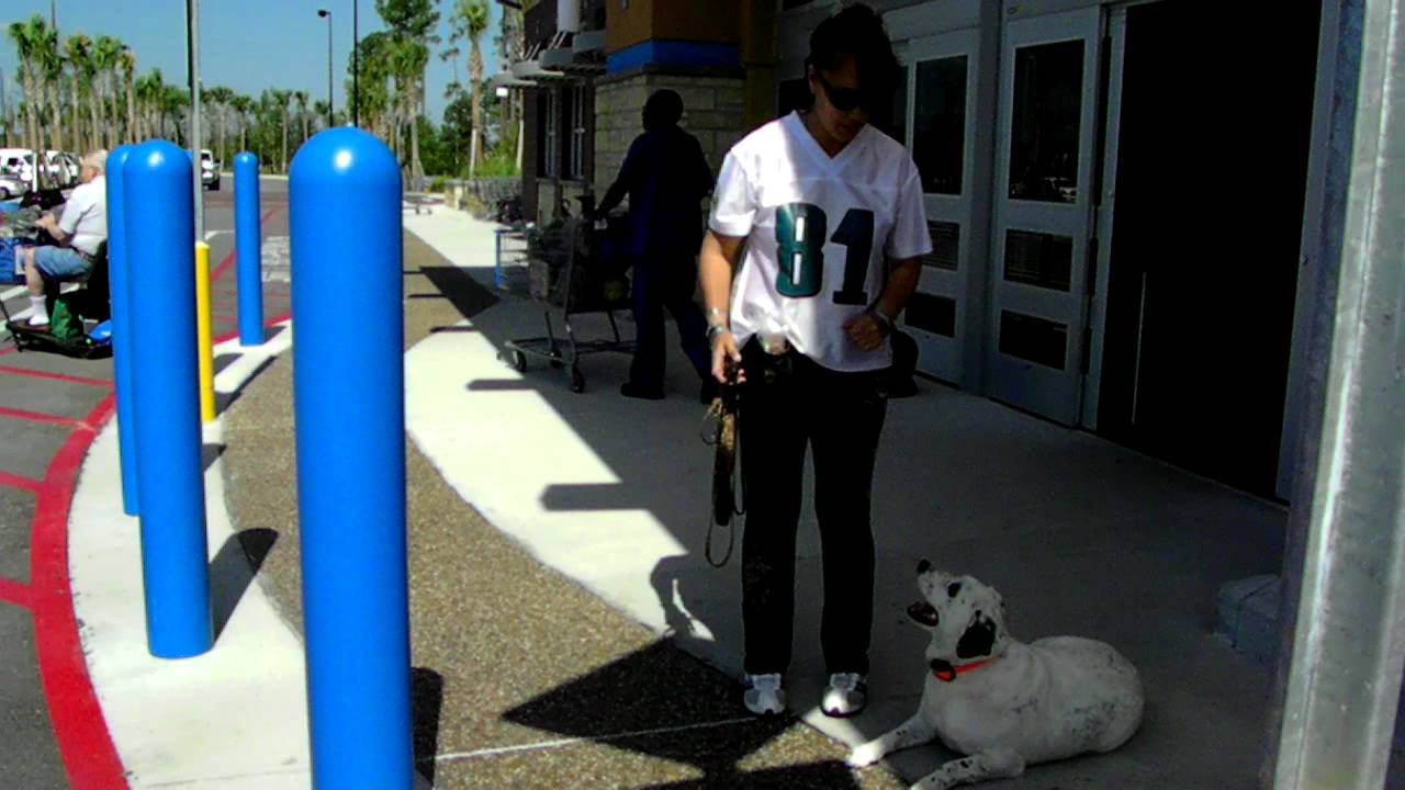 Deaf Dog Training Tips Off Leash Dogtra Pager E Collar YouTube