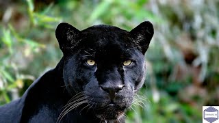 Florida Panther Animal Facts - Top Amazing Facts About Black Panther - Animal And Pets by Animal Sciences 28 views 2 years ago 3 minutes, 18 seconds