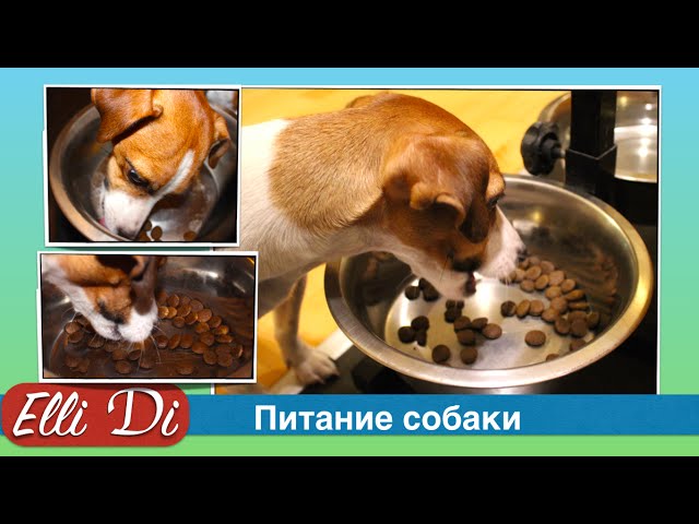 Щенок лабрадора отказывается есть