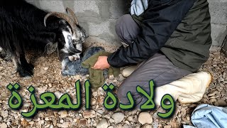 (116)ولادة المعزة 🐐 ، تركيب باب للحضيرة 🚪، انتاج نشارة خشب في المزرعة