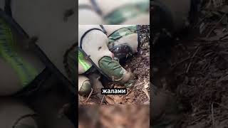 Последний день осиного гнезда: как люди уничтожают колонии 🐝🔥😮 #факты