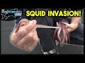 Squid Invasion! Pier Fishing for GIANTS!