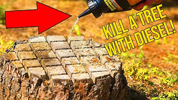 How To Kill Trees With Diesel
