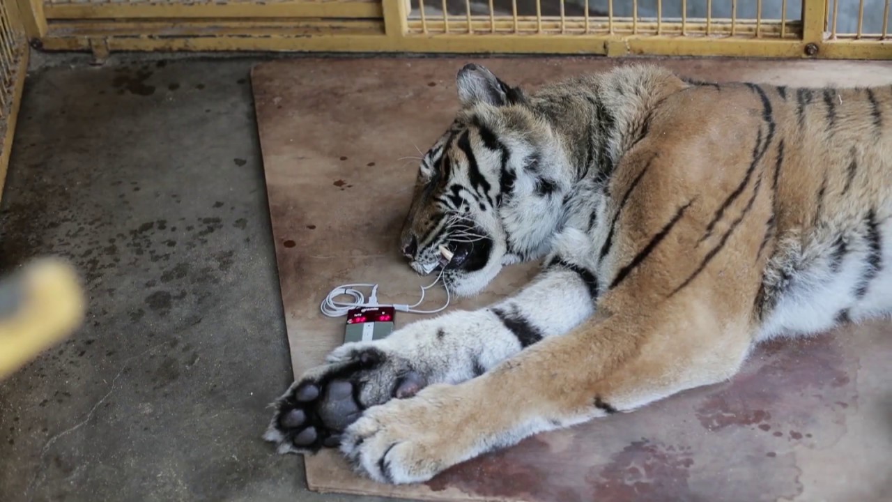 Une journée avec les équipes de soigneurs, les vétérinaires du zoo de la Palmyre.
