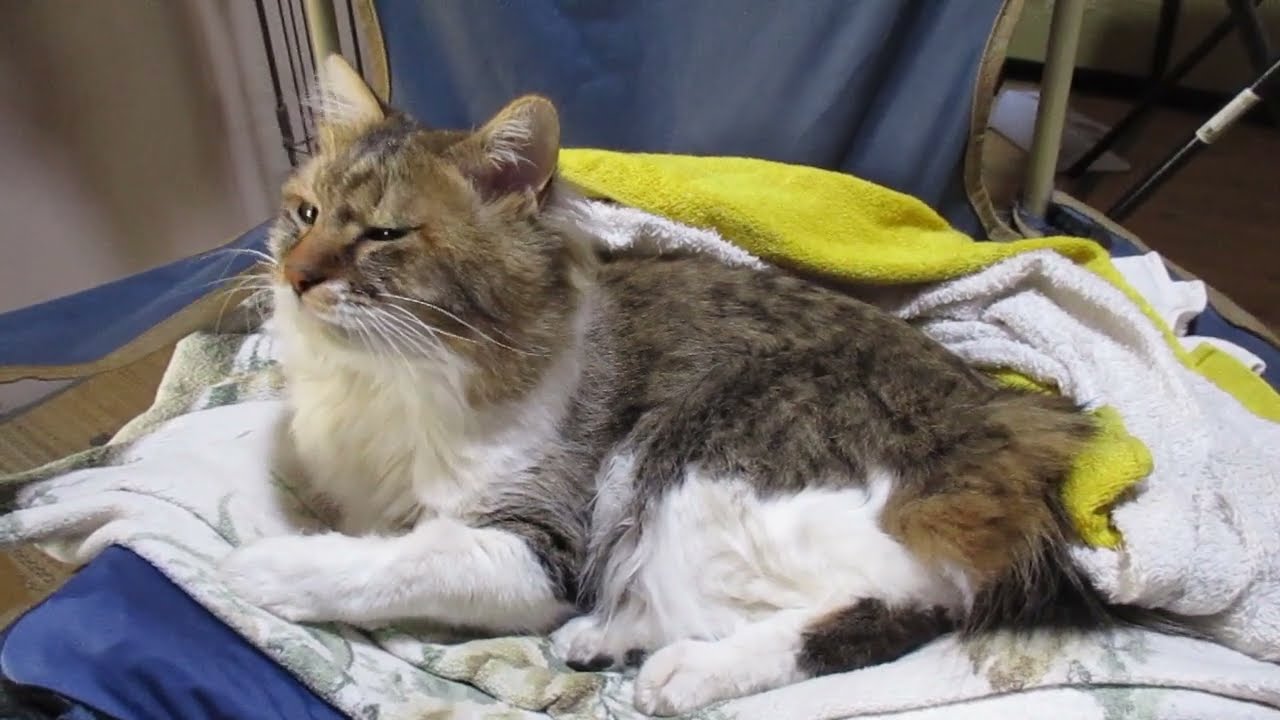 見てるだけで幸せです