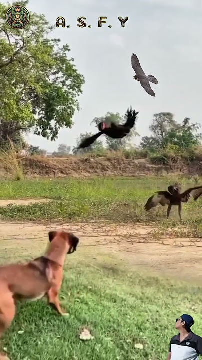 EAGLE VS ROOSTER ; burung elang memburu ayam jago tepat di hadapan seekor anjing #animals #shorts