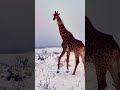 В АФРИКЕ ВЫПАЛ СНЕГ 😱