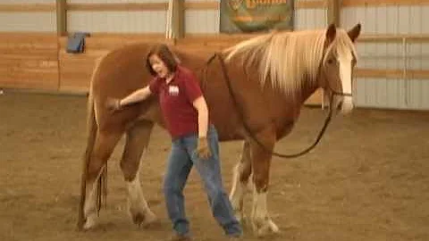 Five Fundamentals of Horse Training Part 1 of 2 wi...