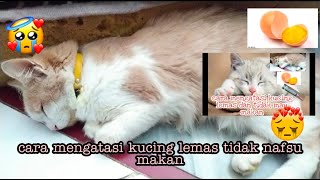 CARA MENGATASI KUCING LEMAS DAN TIDAK MAU MAKAN SAMA SEKALI