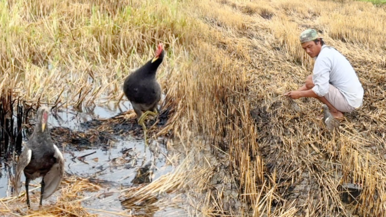 BẨY CÚM NÚM, GÀ ĐỒNG BẰNG MÒI GIẢ ĐỤNG EM CÚM NÚM TO KHÔN QUÁ ĐIỂM NÀY CÒN RẤT NHIỀU CÚM NÚM TO