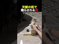 天敵の前で踊らされる猫