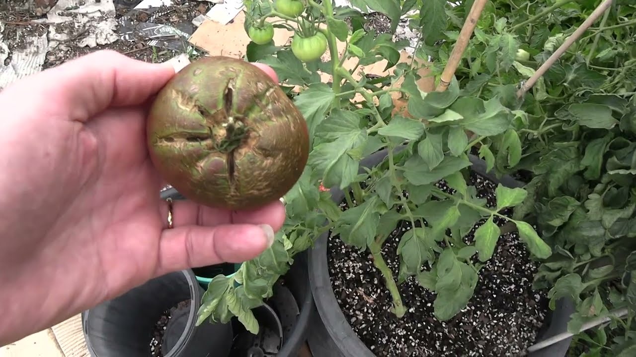 Tomato Update, Brandywine Pink, Cherokee Purple.