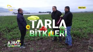 Bezelye Yetiştiriciliği - Tarla Bi̇tki̇leri̇ Çiftçi Tv