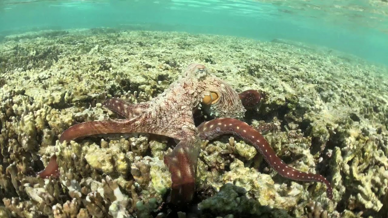 Lady Elliot Island Octopus YouTube