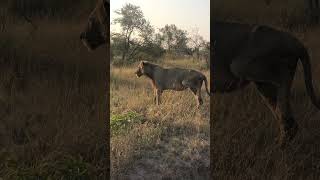 Recent Sighting Of Three-Legged Monwana Lion