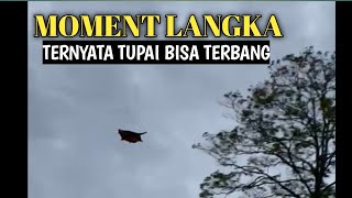 TUPAI TERBANG TENGAH HUTAN