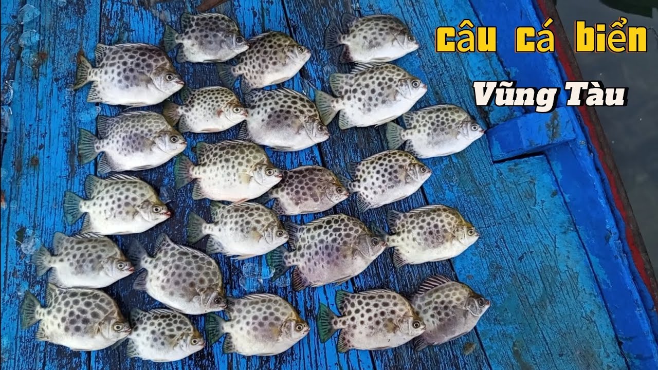 Chèo đò câu dạo gặp bày cá nâu #cauca #fishing #cuoccauca - YouTube