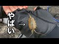 フカセ釣り【餌取りに効果抜群の刺し餌 】フナムシで入れ食い状態に！！（グレ・メジナ）