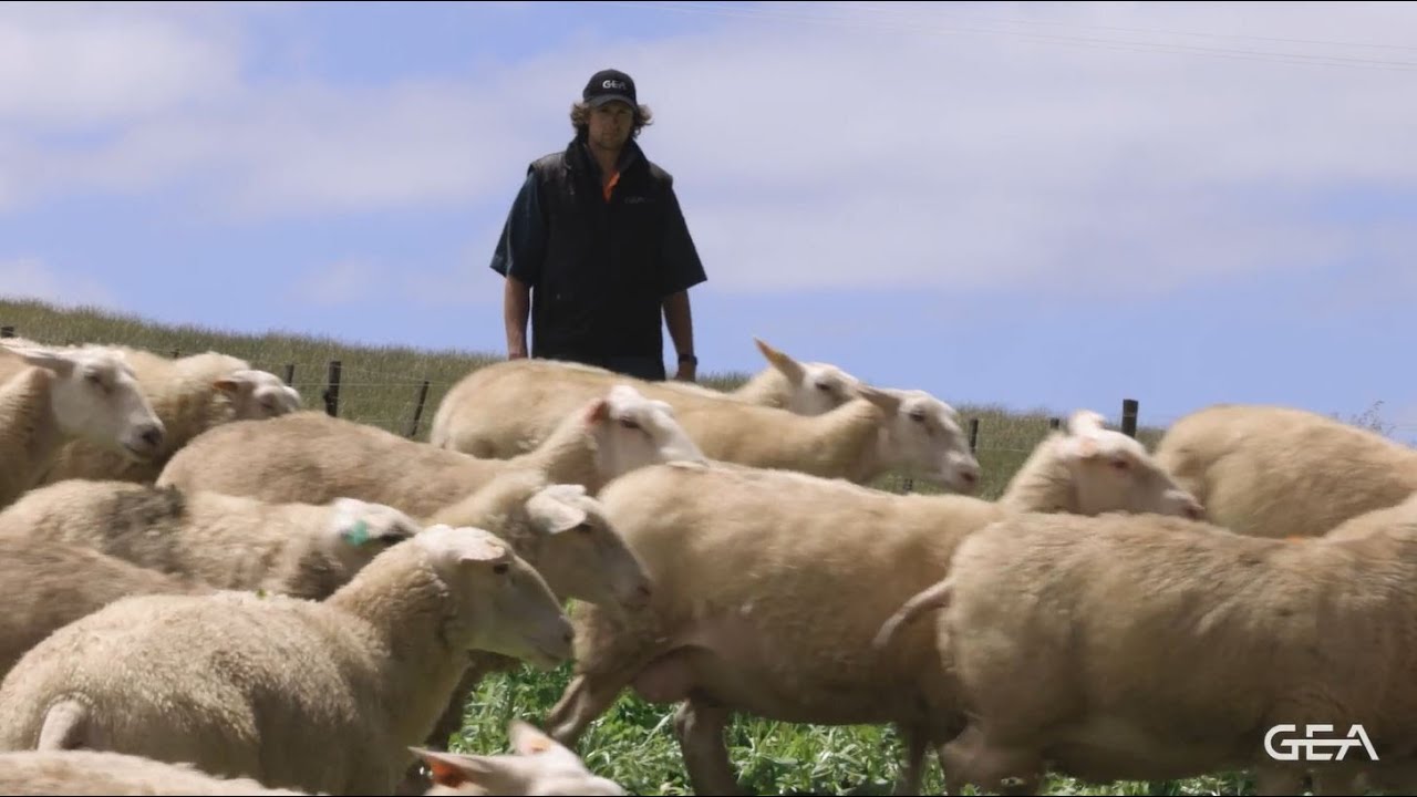 GEA Rapid Exit Small Ruminant Parlour Rhys Darby, New Zealand YouTube