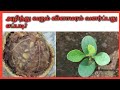      how to grow wood apple tree from seeds in tamil