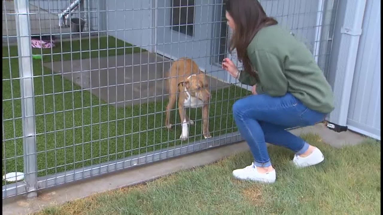 'Cowtown Friends' Working With Fort Worth Animal Control To Find Pets Their Forever Homes