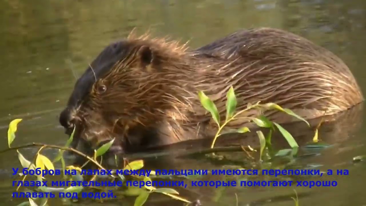 Детям о животных: Бобры - YouTube
