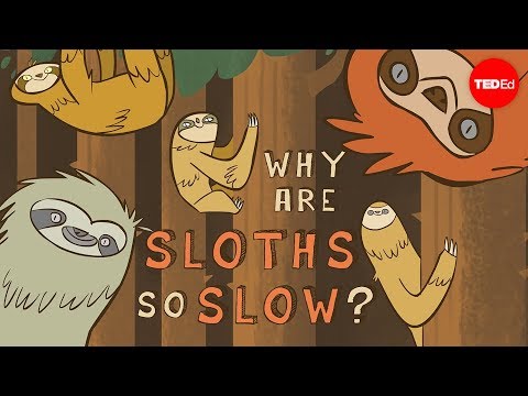 Why are sloths so slow? - Kenny Coogan thumbnail