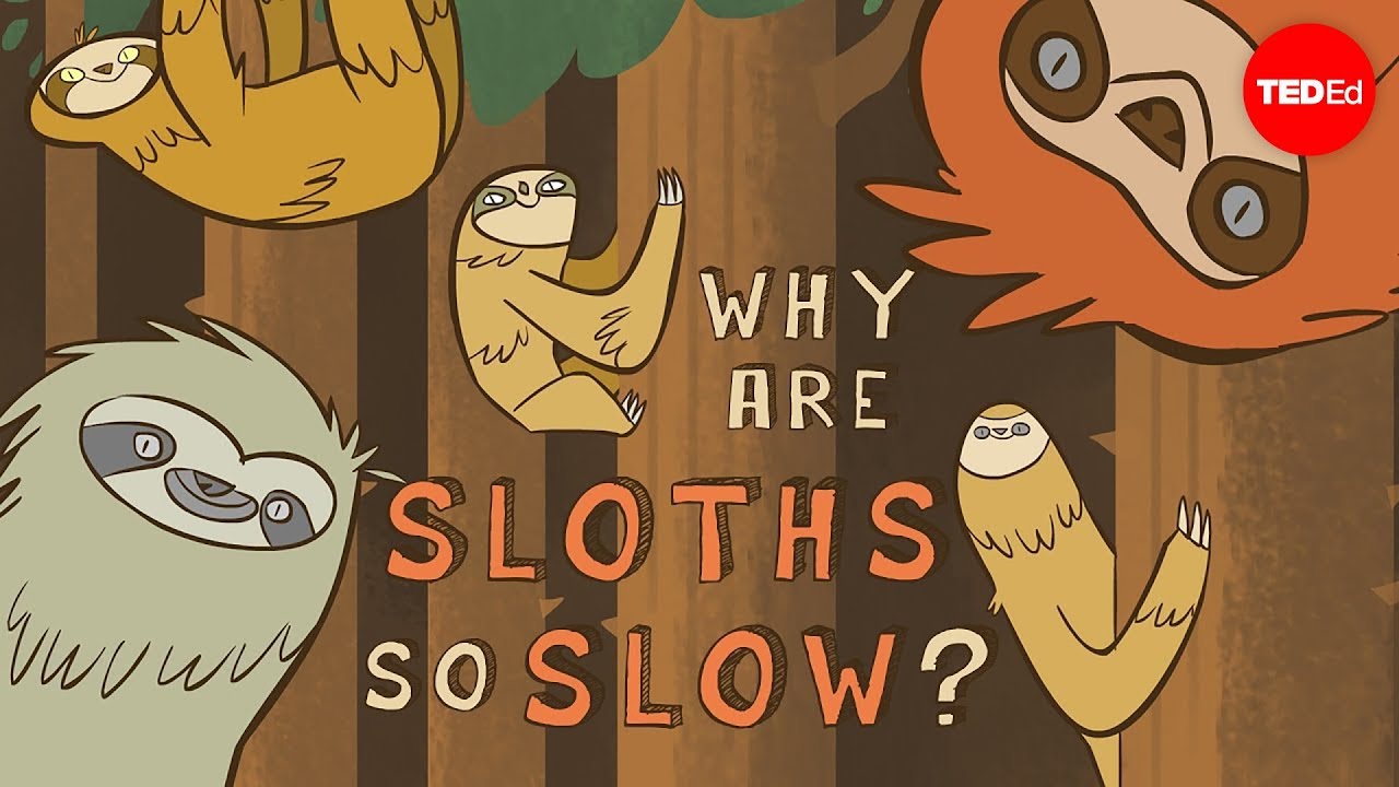 ⁣Why are Sloths so Slow?