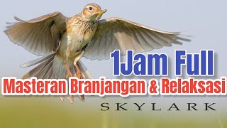 Masteran Suara Branjangan Sky Lark & Relaksasi air Mengalir | @TrisaktiBirdFarm [ #Afirmasi]