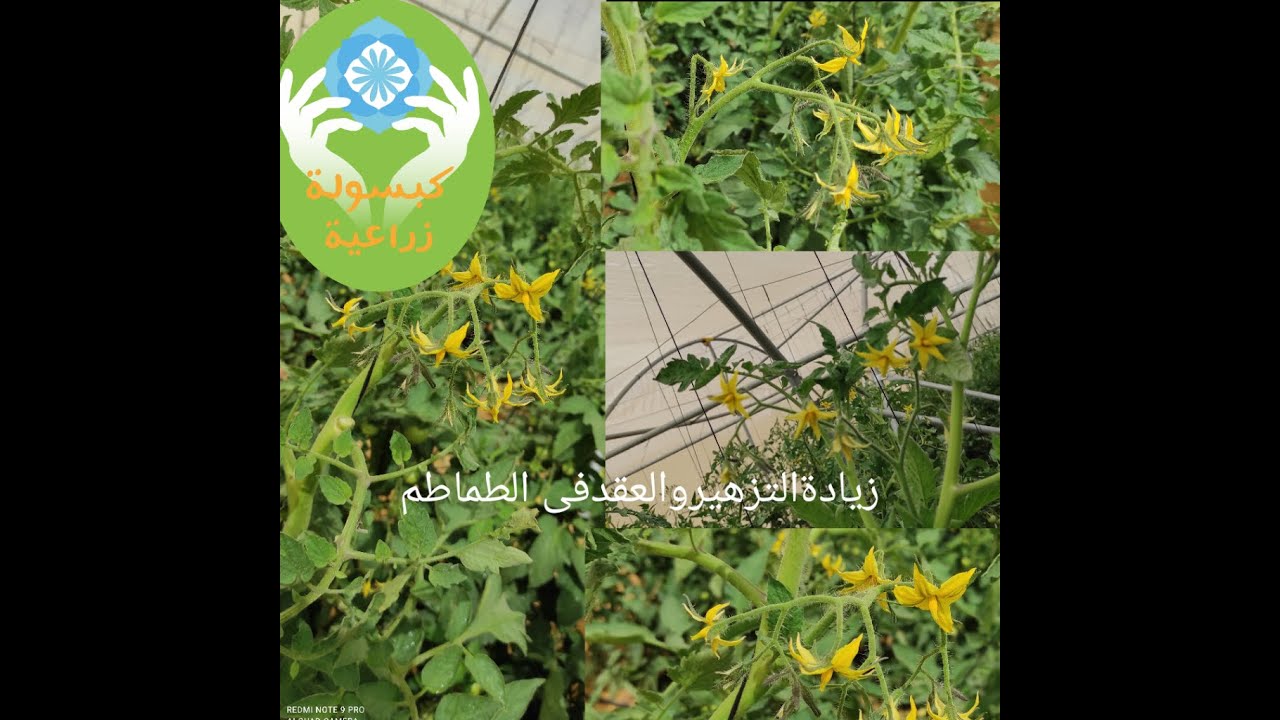زيادة التزهير والعقد والانتاجيه فى الطماطم بطريقه سهله 1080p