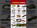 Amphibians And Reptiles Amphibians Name In English And Hindi Ytshort Learnwithdaisy Amphibian