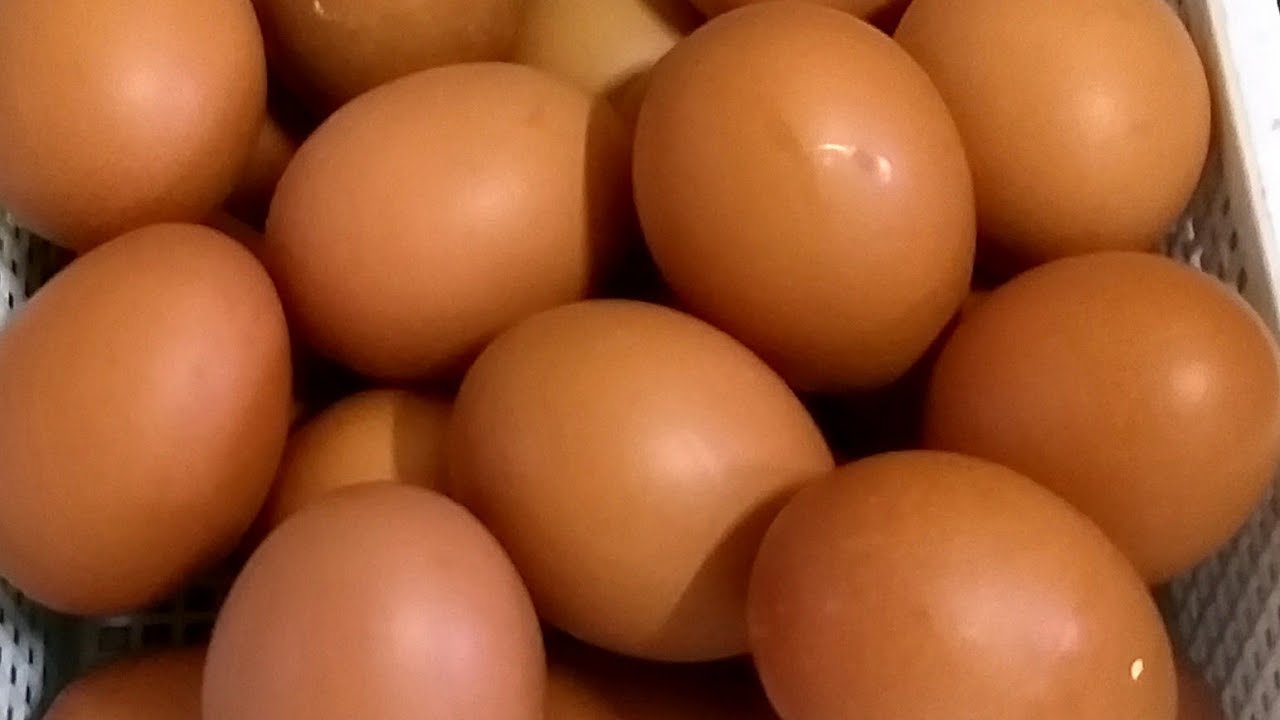 ไข่ไก่ออแกนิค